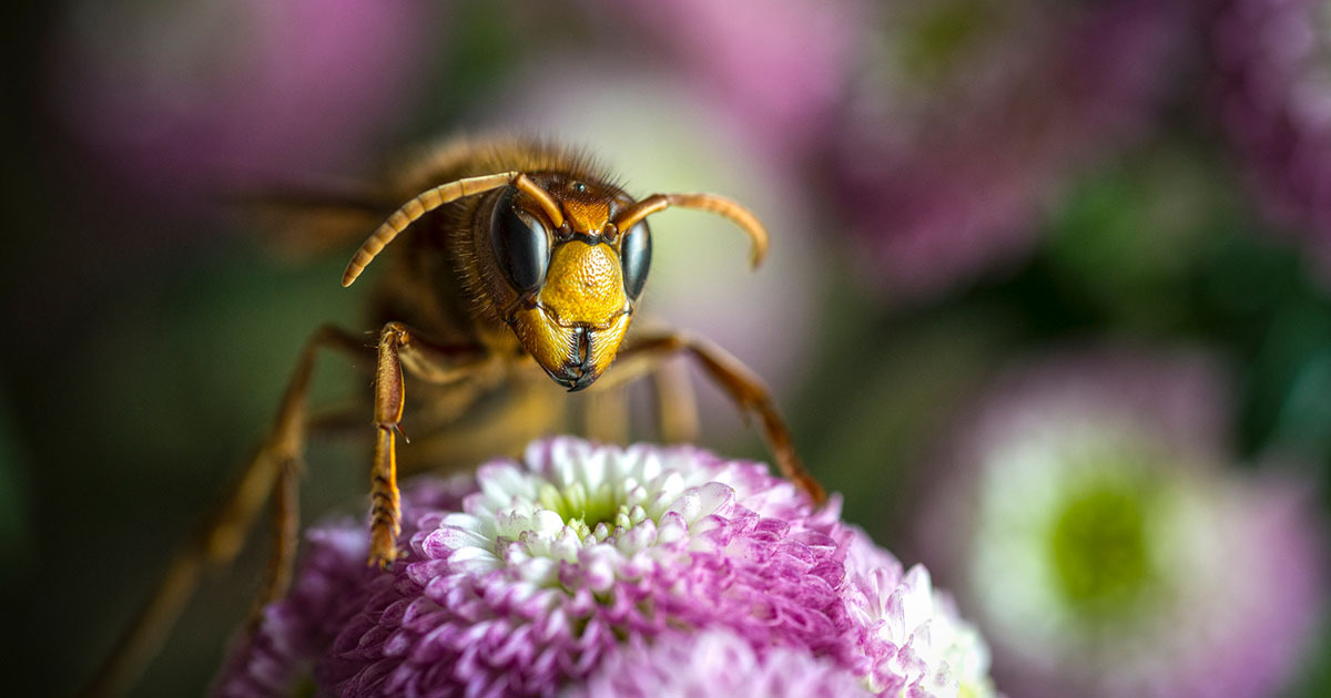 Keep Summertime Sweet with Bee Sting Safety